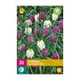 Kievitsbloem bollen Mix (XXL zak 30 stuks)